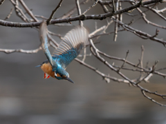 青い鳥
