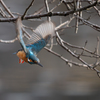 青い鳥