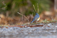 青い鳥