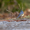 青い鳥
