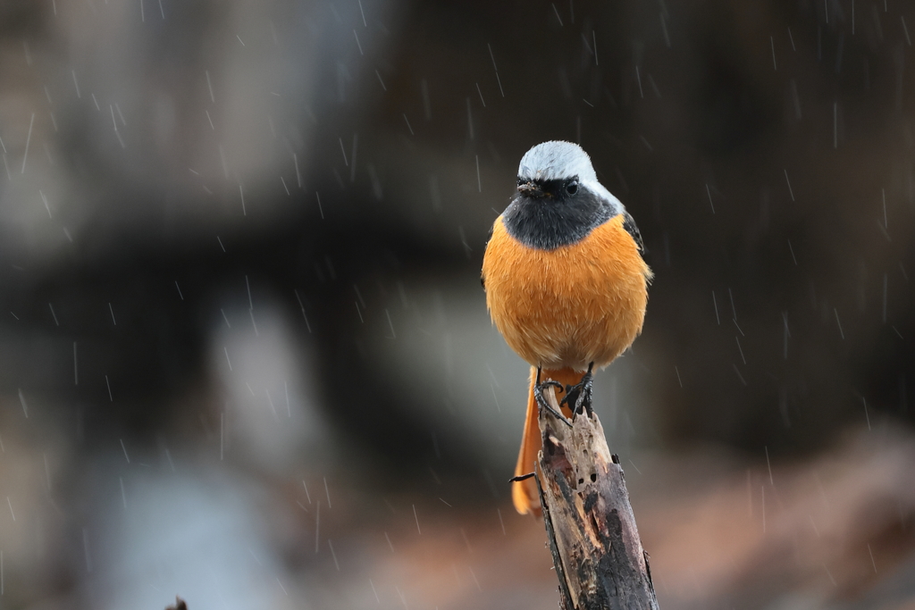 ジョウビタキくん１０　甘雨