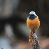 ジョウビタキくん１０　甘雨