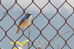 青い鳥