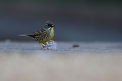 白鳥撮影中に現れたアオジ