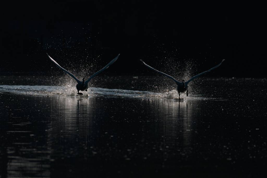 白鳥2025シーズン７