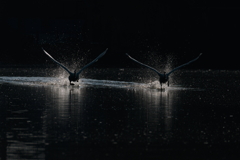 白鳥2025シーズン７