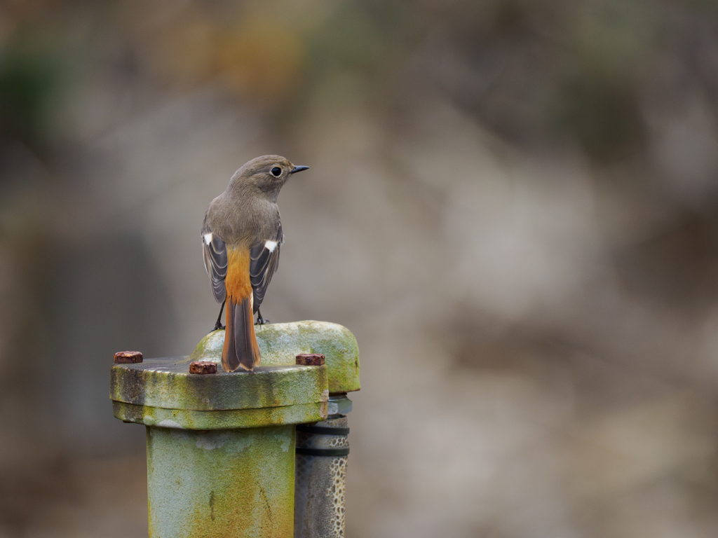 ジョウビタキちゃん