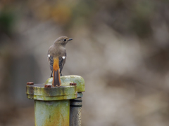 ジョウビタキちゃん