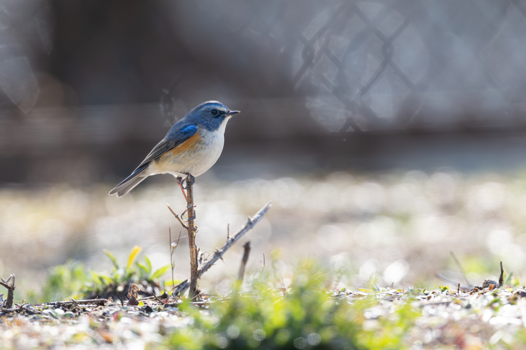 青い鳥