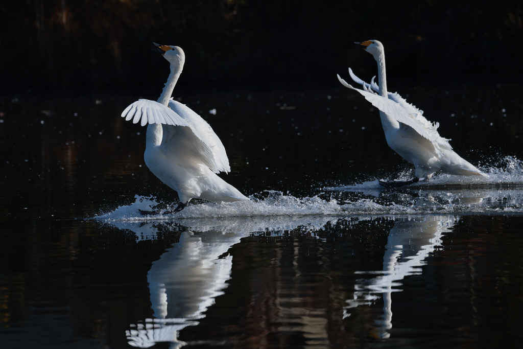 白鳥2025シーズン５３