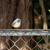 青い鳥