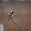 ジョウビタキくん２２　雨