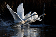 白鳥2025シーズン２９