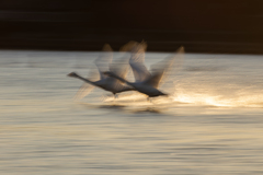 白鳥2025シーズン４９