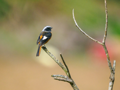 ジョウビタキくん