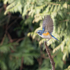 青い鳥