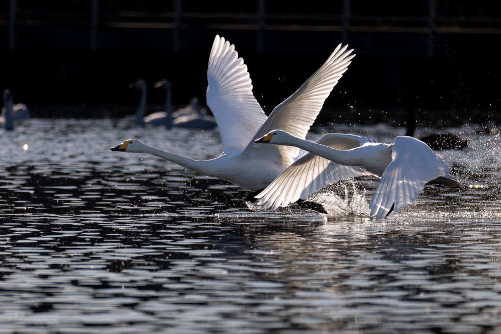 白鳥2025シーズン６２