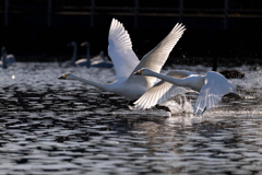 白鳥2025シーズン６２