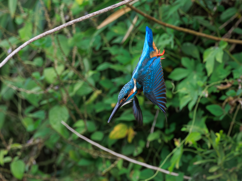 青い鳥71