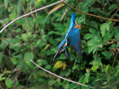 青い鳥71