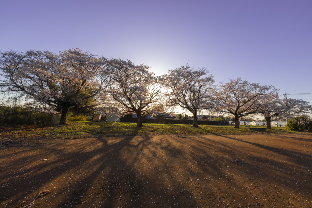 名も無い桜　八