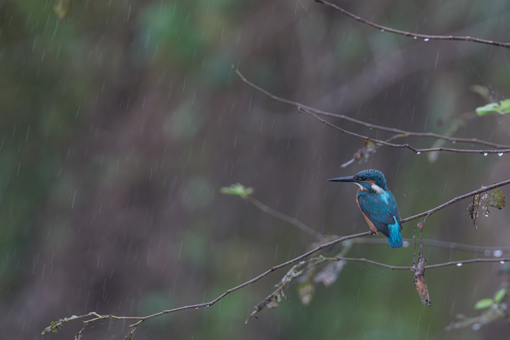 青い鳥70 　秋雨