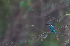 青い鳥70 　秋雨