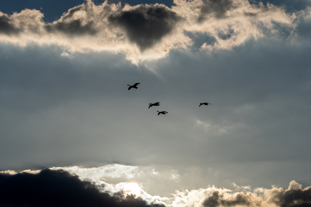 白鳥2025シーズン　ファイナル　みなさんよいお年お(^^)v