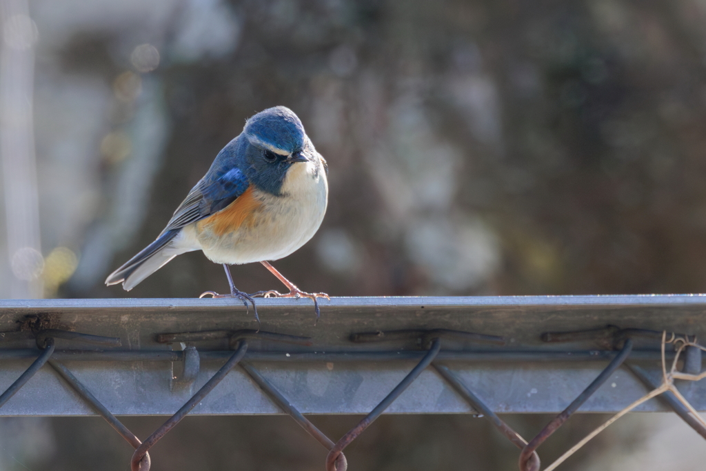 青い鳥