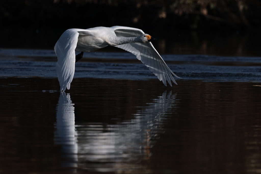 白鳥2025シーズン１６