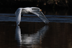 白鳥2025シーズン１６