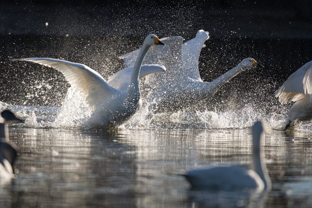 白鳥2026  ３