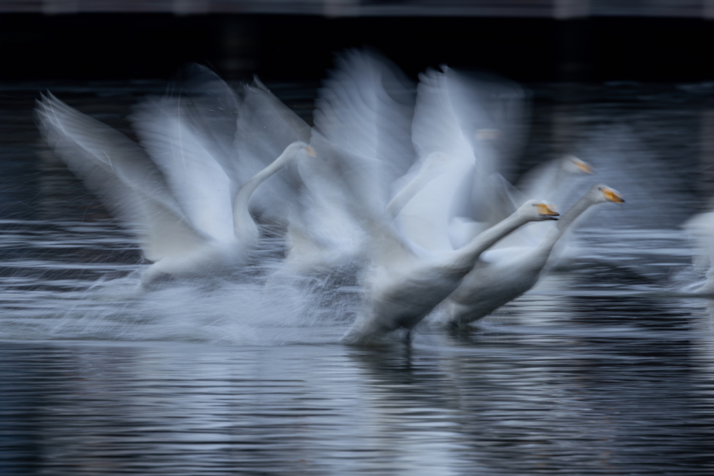 白鳥2025シーズン３８