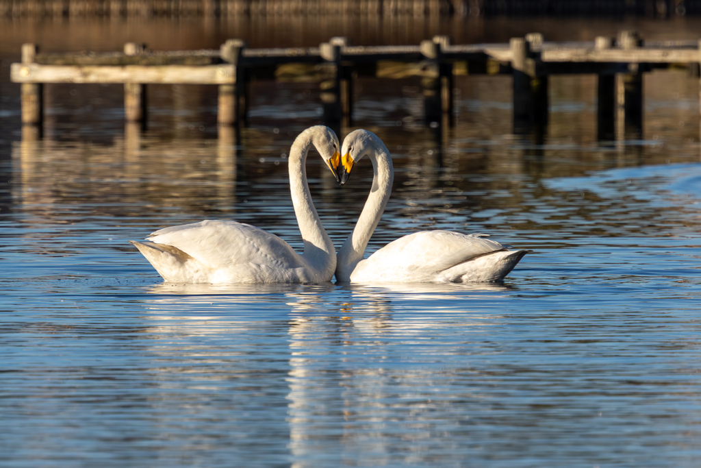 白鳥2026  ３７　カンペキ〜〜かな♡