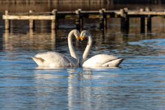 白鳥2026  ３７　カンペキ〜〜かな♡