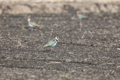 白鳥2023チョット一息