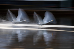 白鳥2025シーズン４４