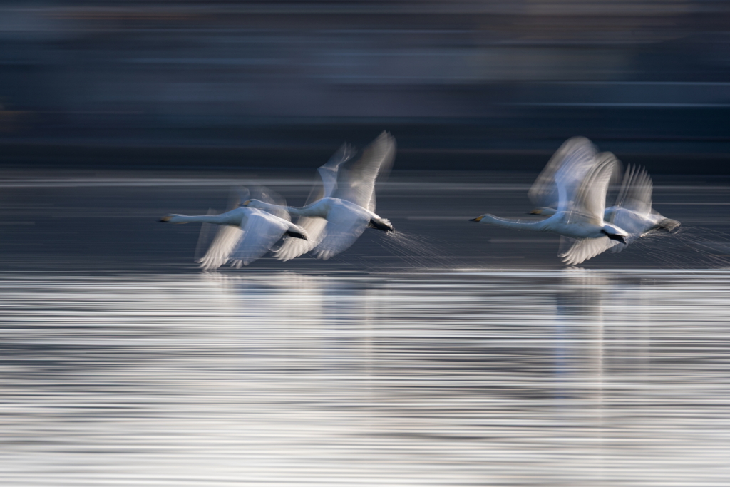 白鳥2025シーズン５４