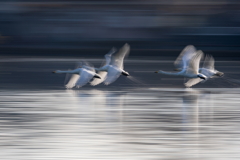 白鳥2025シーズン５４