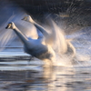 白鳥　二十六　流し撮り