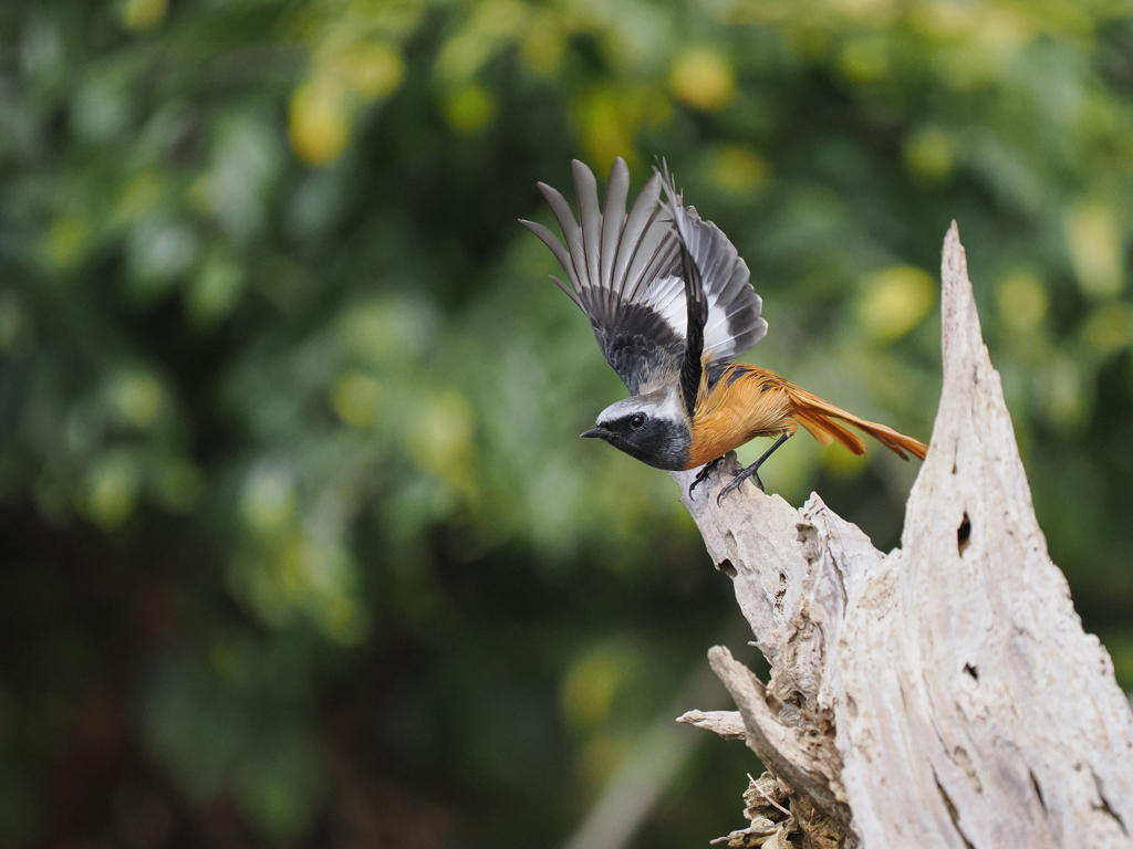 ジョウビタキくん