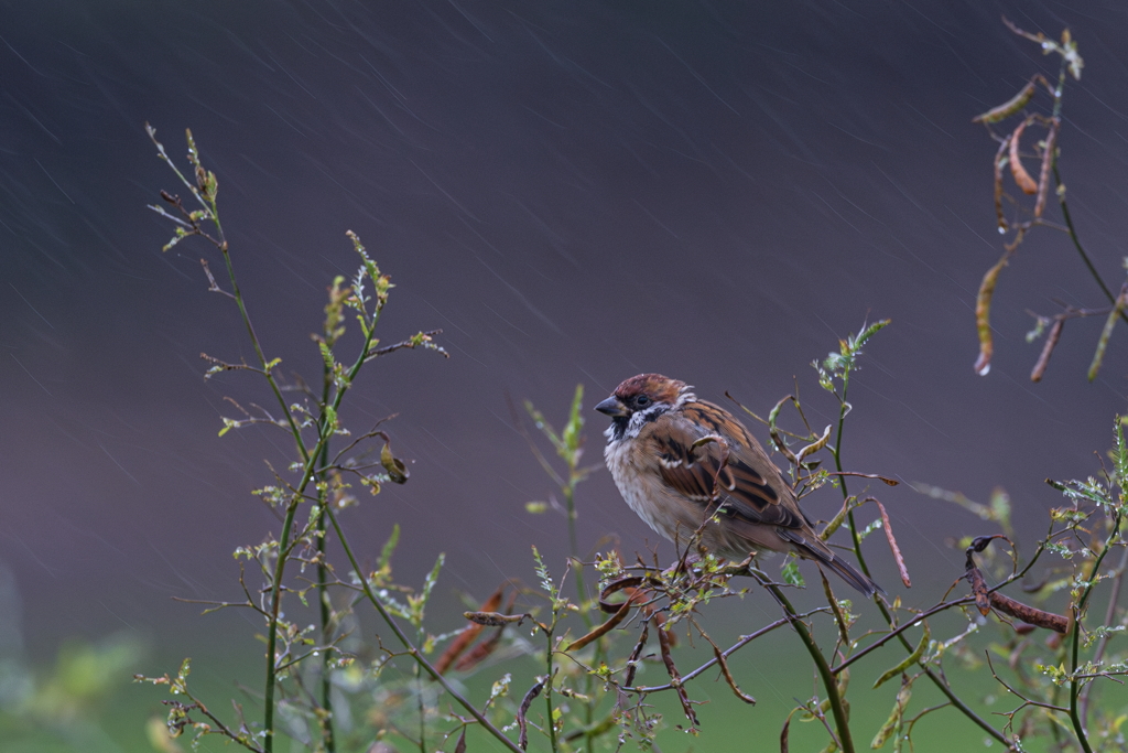 秋雨