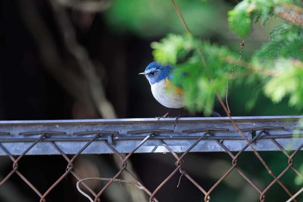 青い鳥
