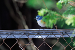 青い鳥