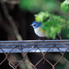青い鳥