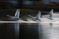 白鳥2025シーズン２４