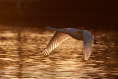 白鳥2025シーズン２