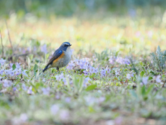 青い鳥と野に咲く花