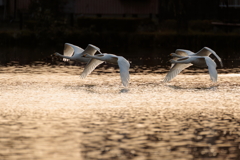 白鳥2025シーズン１０