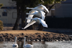 白鳥2025シーズン６４